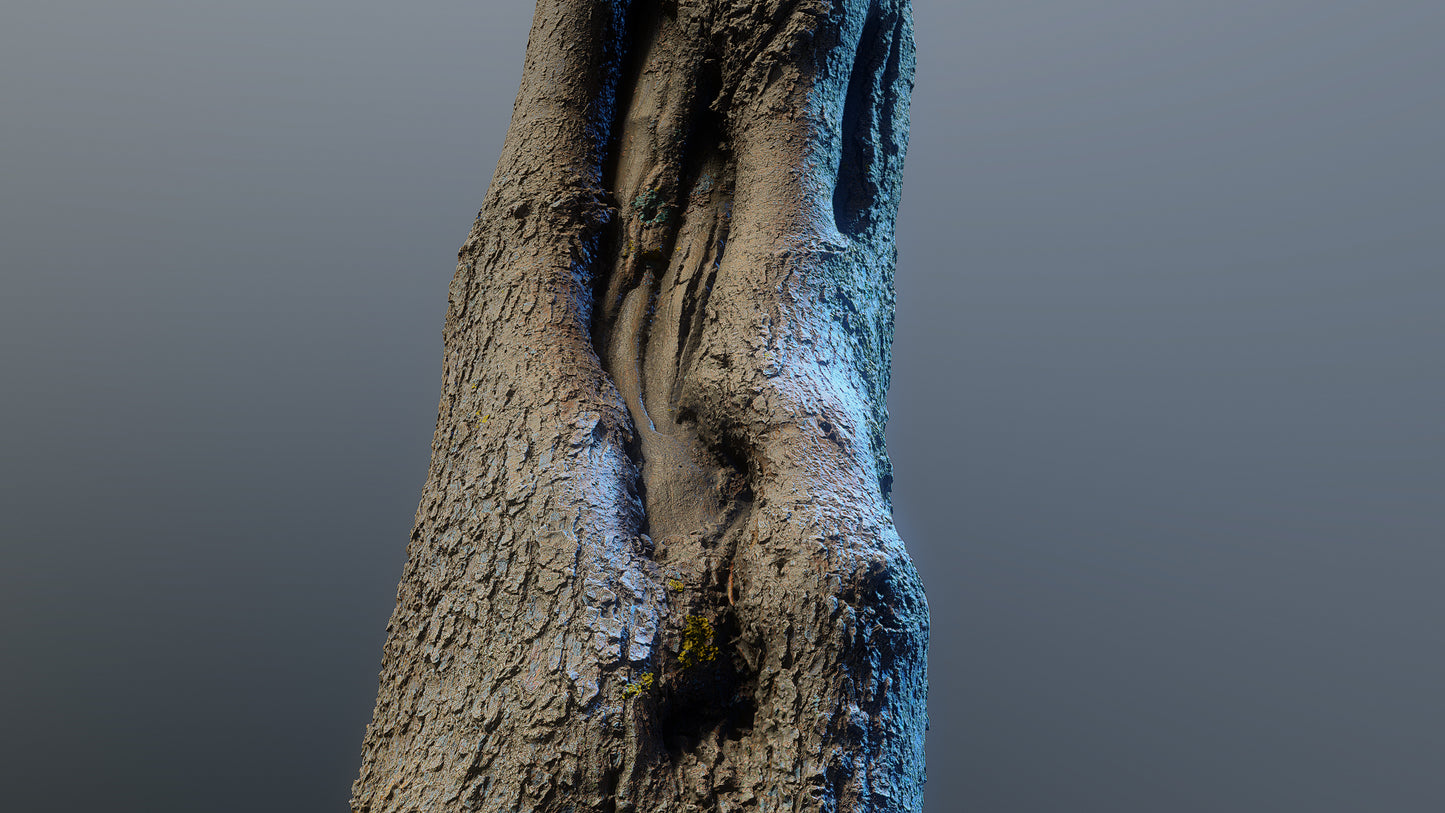 bark01_scan_