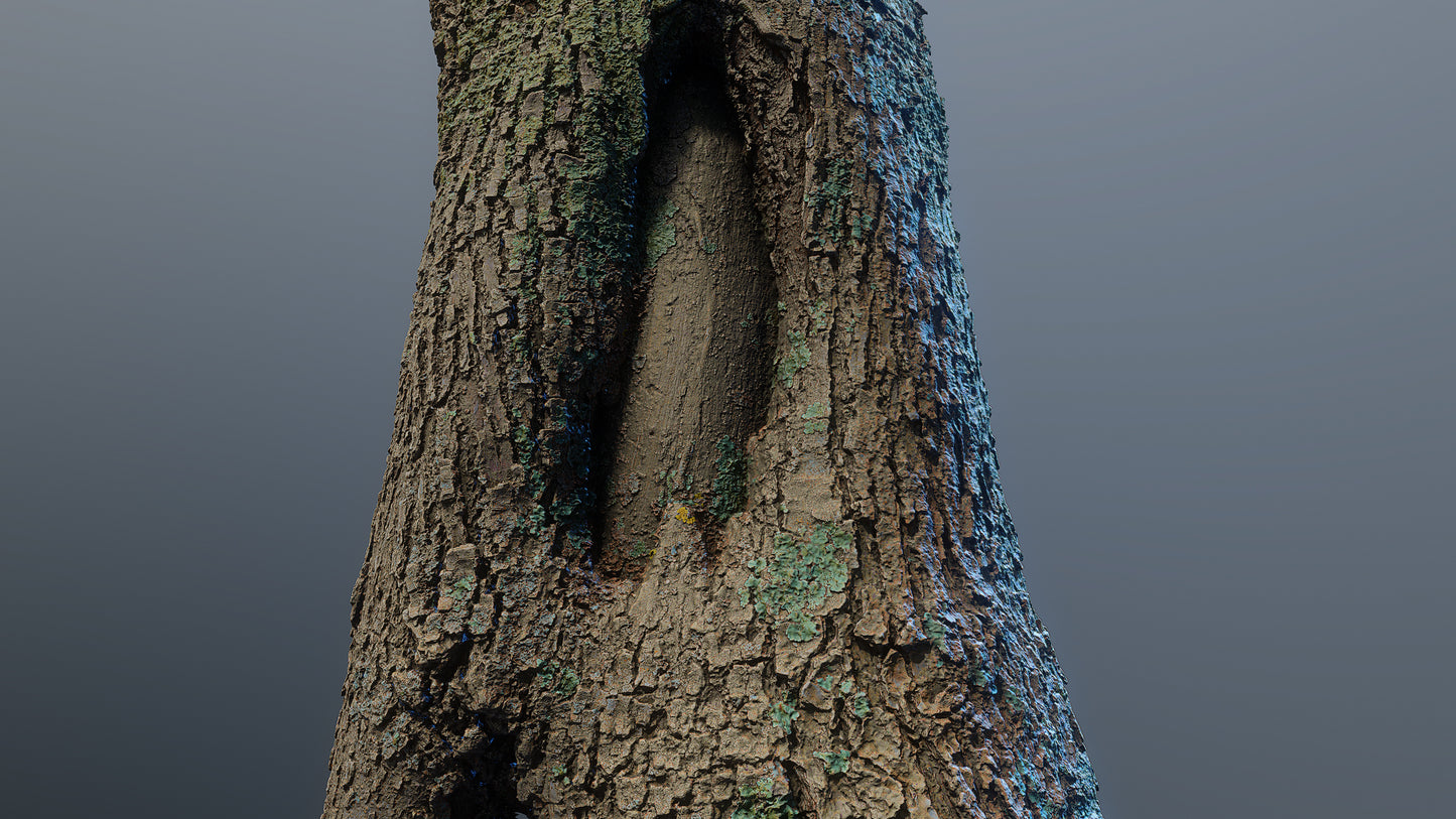 bark01_scan_