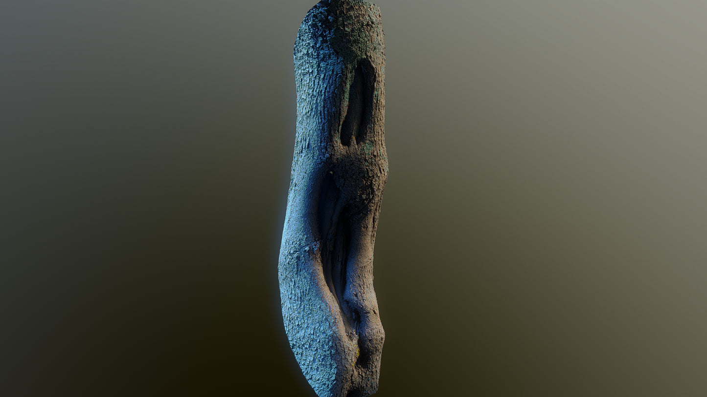bark01_scan_