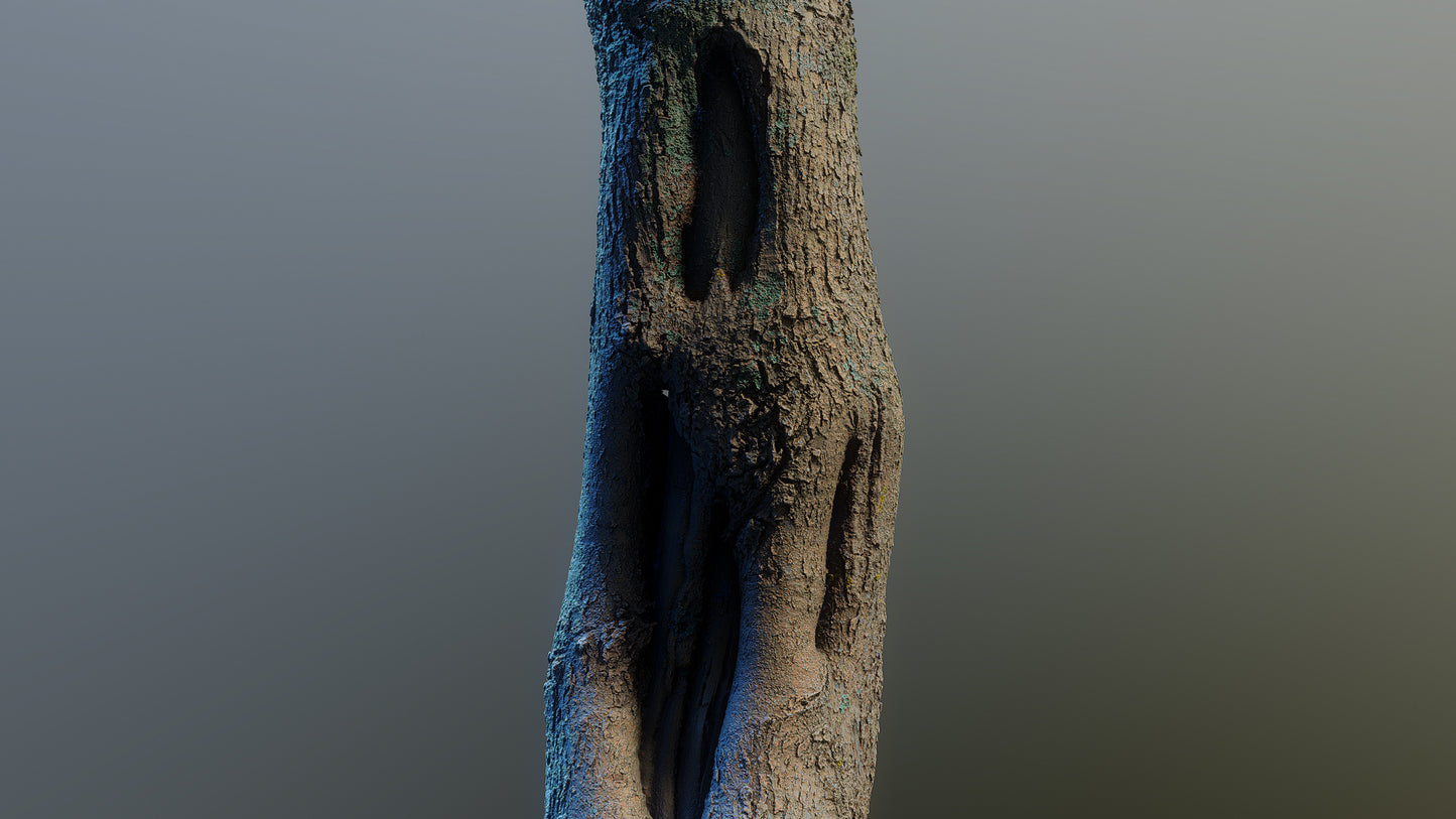 bark01_scan_