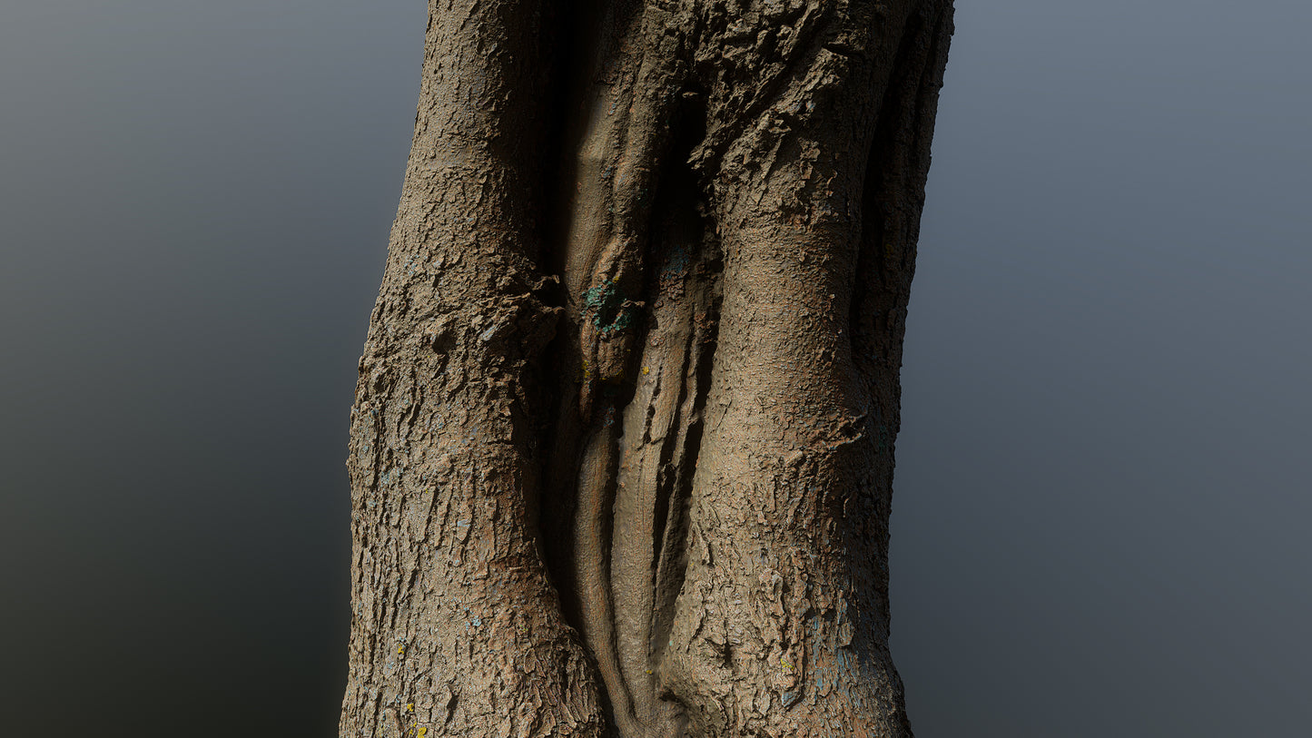 bark01_scan_
