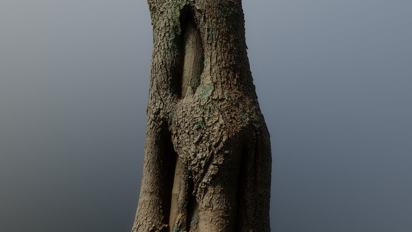 bark01_scan_