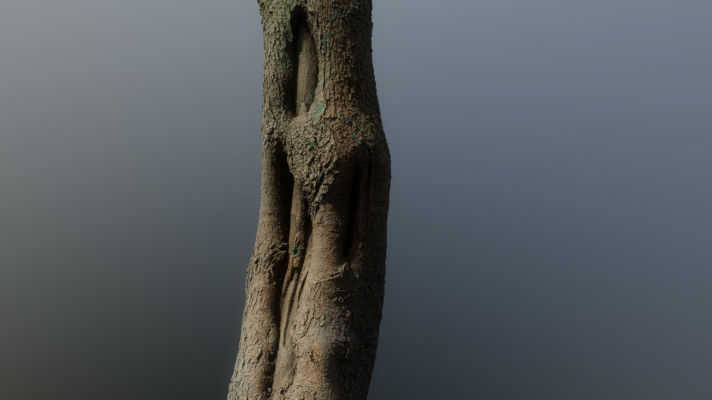 bark01_scan_