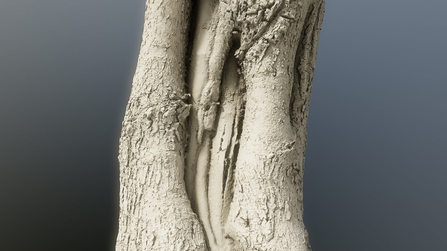 bark01_scan_
