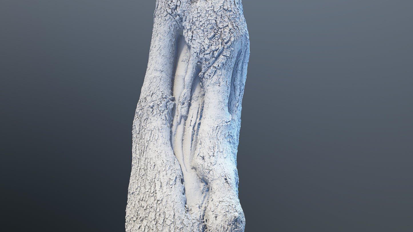 bark01_scan_