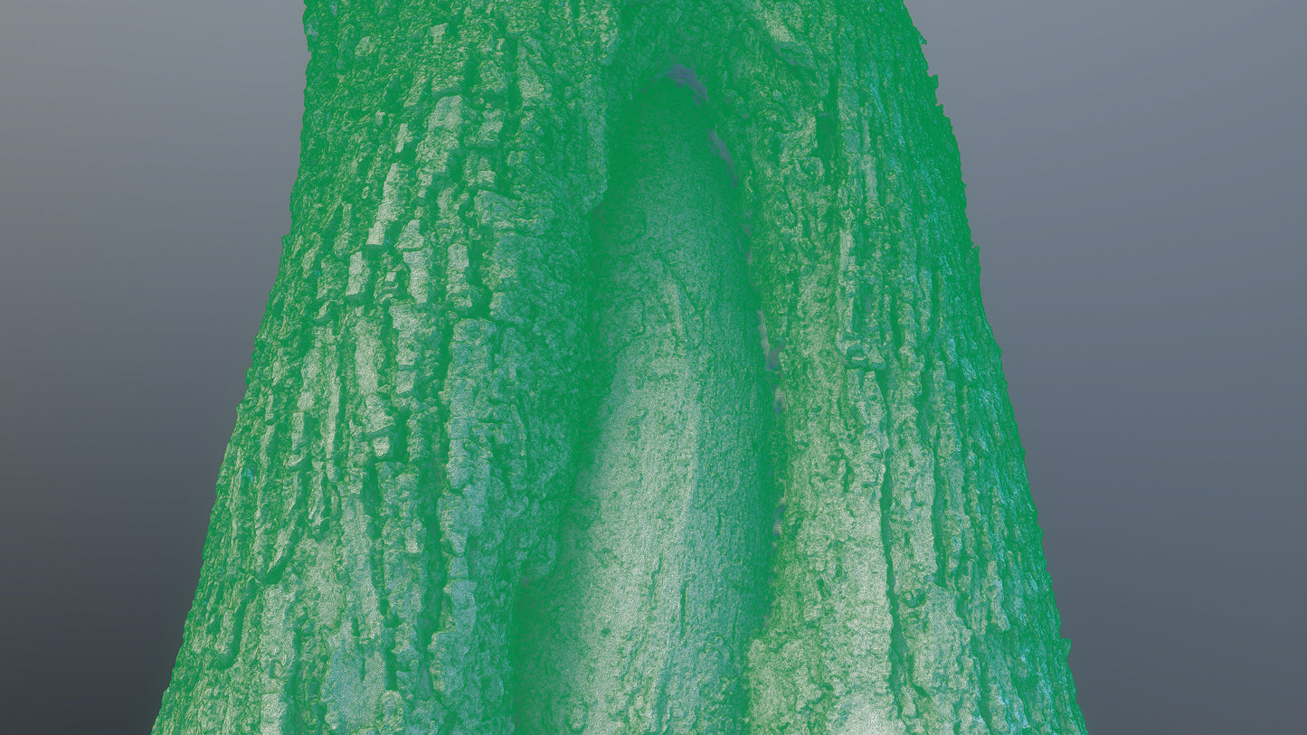 bark01_scan_