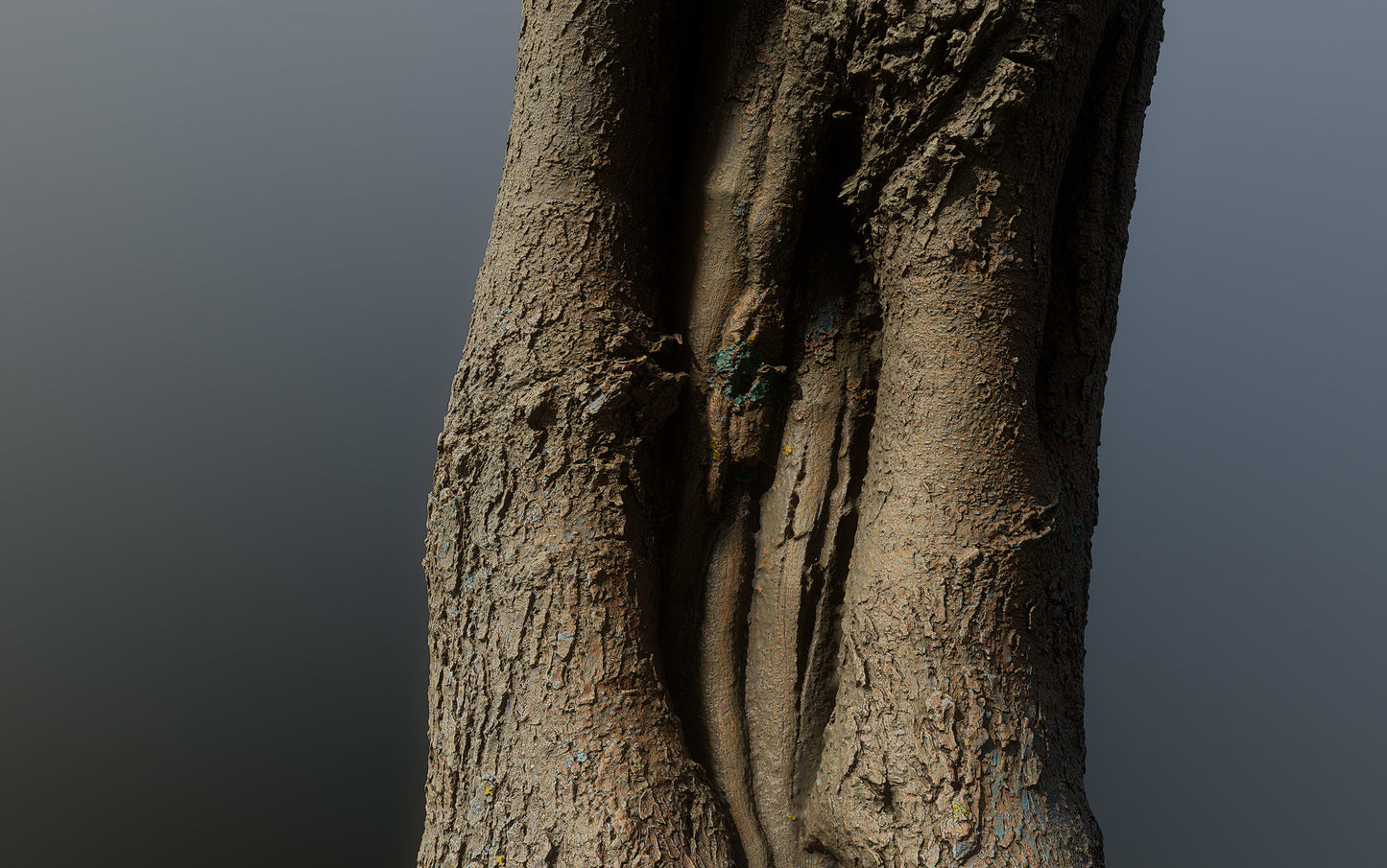 bark01_scan_