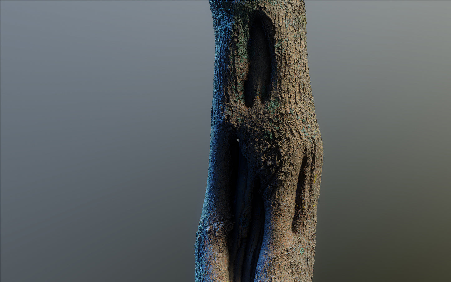 bark01_scan_