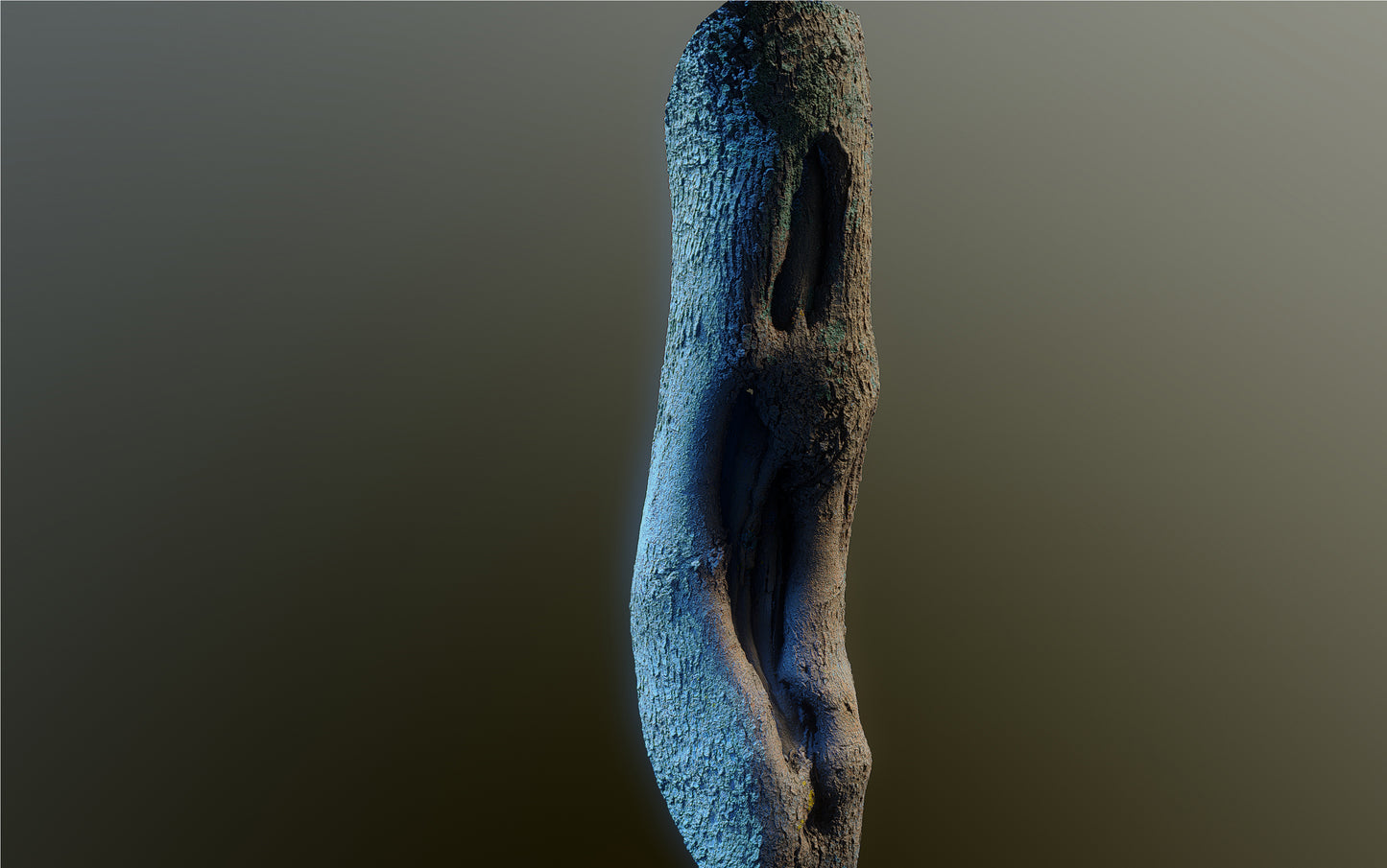 bark01_scan_