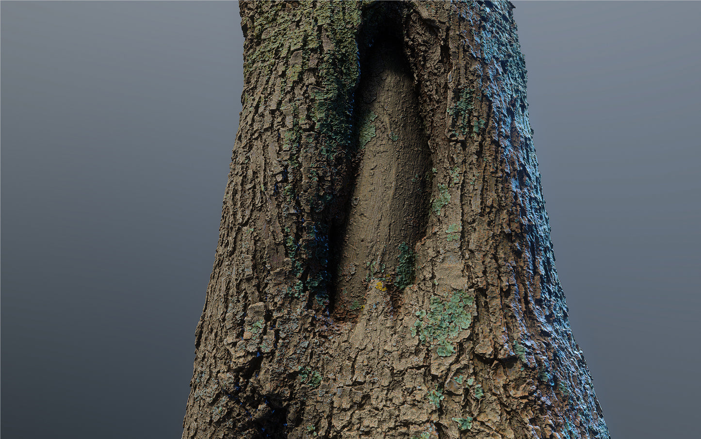 bark01_scan_