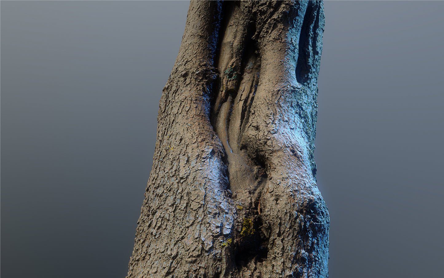 bark01_scan_