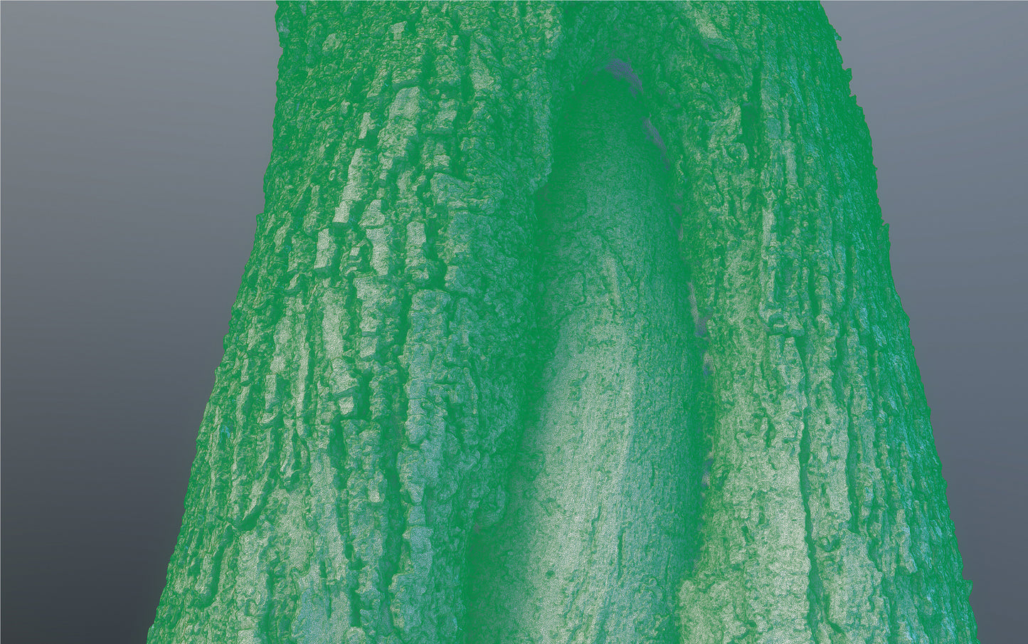 bark01_scan_