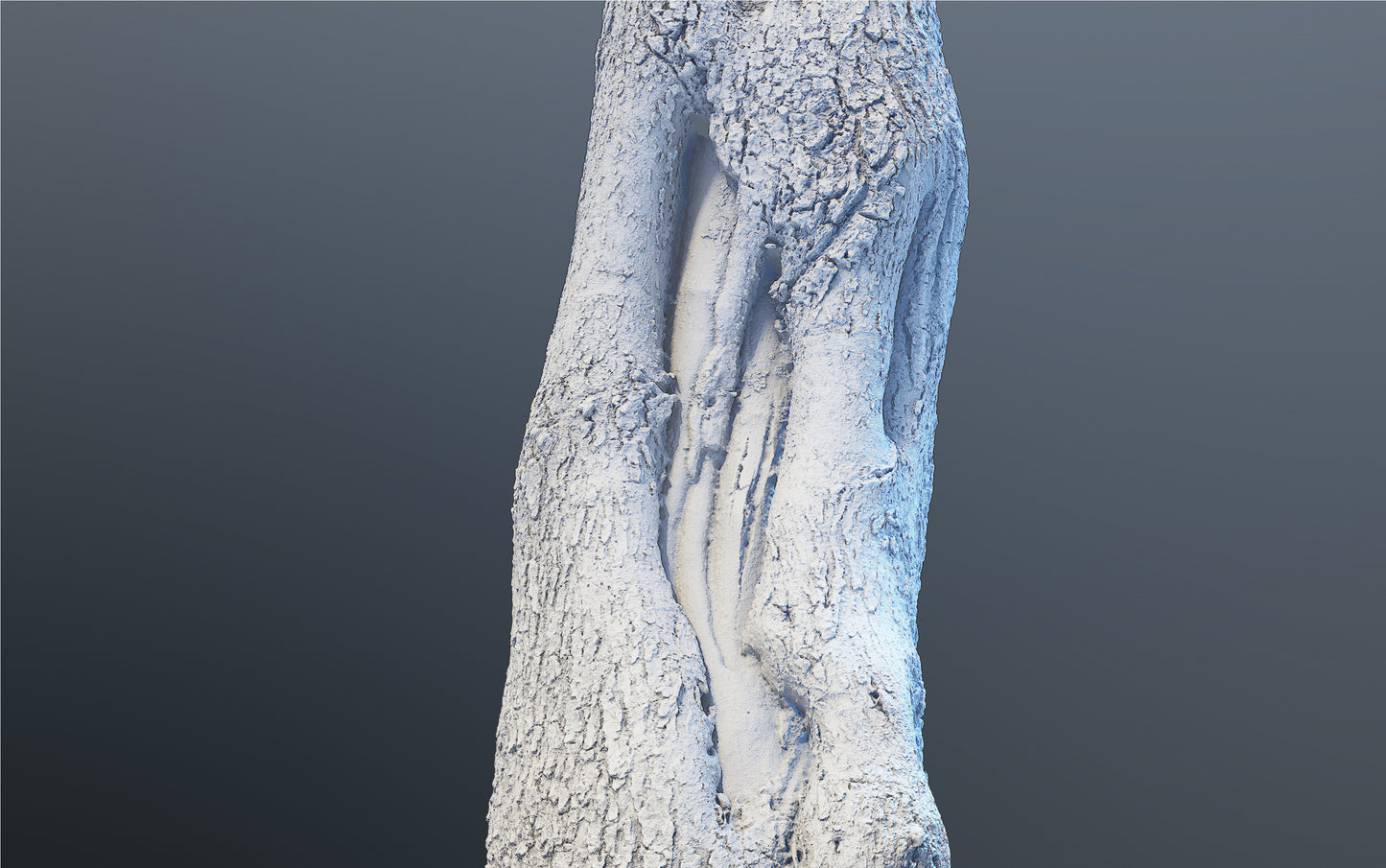 bark01_scan_