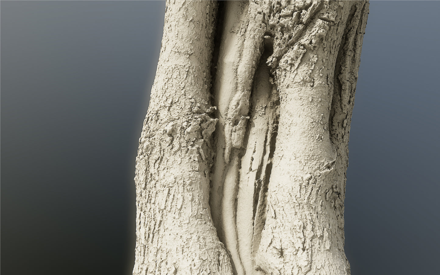 bark01_scan_