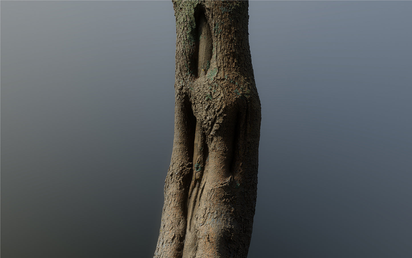 bark01_scan_
