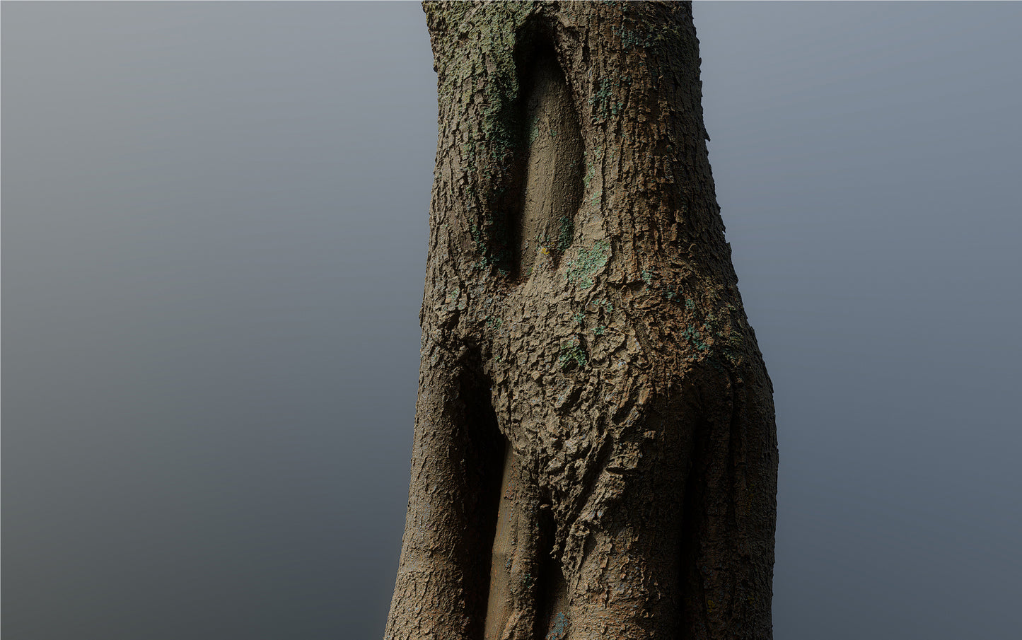 bark01_scan_